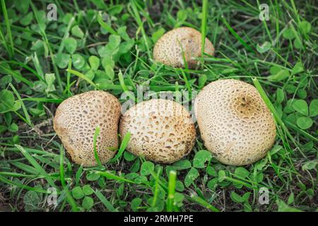 Papageientaucher (L.scleroderma citrinum). Eine kleine Kolonie ungenießbarer Papageientauchpilze Ende August Stockfoto