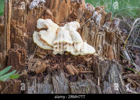 Schwefelgelbe Polypore (lat. Laetiporus sulphureus) an einem faulen Stumpf. August Stockfoto