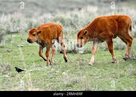 Zwei junge Bisons folgen einer Amsel Stockfoto