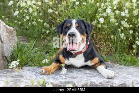 Ein glücklicher und entspannter Schweizer Sennenhund mit rotem Kragen, der auf einem Stein mit Sommerwildblumen im Hintergrund liegt. Stockfoto