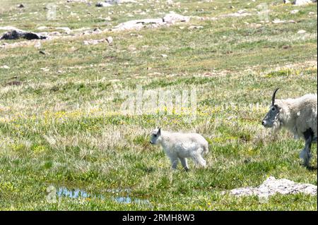 Nannie und Kid auf dem Beartooth Highway, Montana. Stockfoto