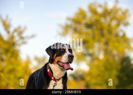 Ein glücklicher Schweizer Sennenhund mit rotem Kragen und roter Leine, der in der Ferne absieht. Stockfoto