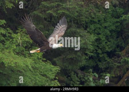 Amerikanischer Weißkopfseeadler, Haliaeetus leucocephalus, alleinerwachsener Flieger in der Nähe von Bäumen, Sitka, Alaska, USA Stockfoto