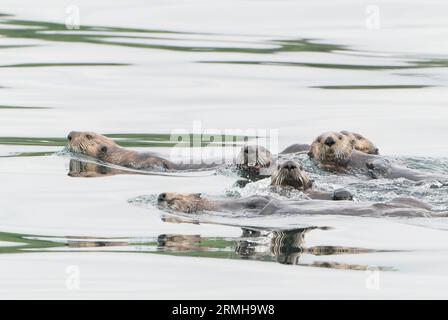 Sea Otter, Enhydra lutris, Nahaufnahme einer Gruppe von Tieren, die im Meer schwimmen, Sitka, Alaska11. August 2023 Stockfoto