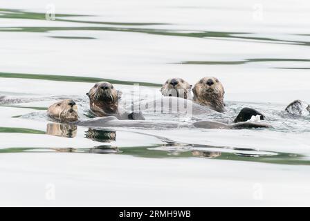Sea Otter, Enhydra lutris, Nahaufnahme einer Gruppe von Tieren, die im Meer schwimmen, Sitka, Alaska11. August 2023 Stockfoto