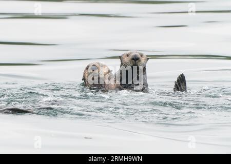 Sea Otter, Enhydra lutris, Nahaufnahme von zwei Tieren, die im Meer schwimmen, Sitka, Alaska, 11. August 2023 Stockfoto