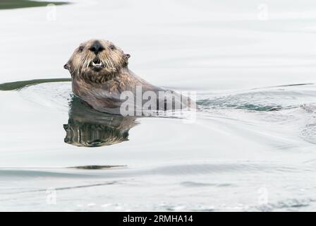 Sea Otter, Enhydra lutris, Nahaufnahme von Singletierschwimmen im Meer, Sitka, Alaska, 11. August 2023 Stockfoto