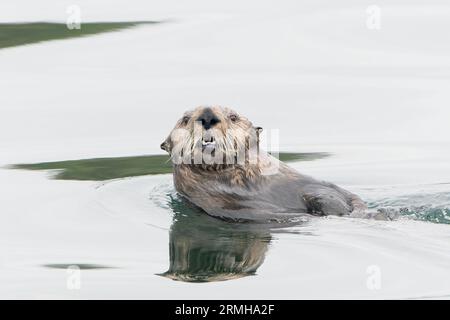 Sea Otter, Enhydra lutris, Nahaufnahme von Singletierschwimmen im Meer, Sitka, Alaska, 11. August 2023 Stockfoto