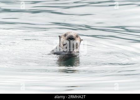 Sea Otter, Enhydra lutris, Nahaufnahme von Singletierschwimmen im Meer, Sitka, Alaska, 11. August 2023 Stockfoto
