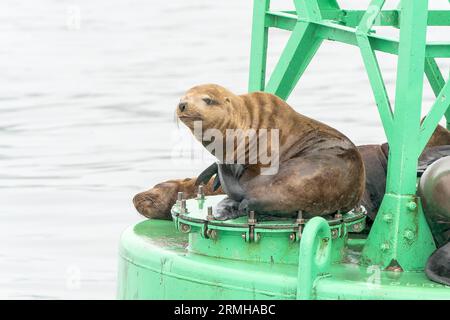 Steller’s Sea Lion, Eumetopias jubatus, mehrere Individuen, die auf einer Boje ruhen, Sitka, Alaska, USA Stockfoto