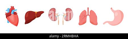 Set gesunder menschlicher innerer Organe. Symbol für das Atemsystem. Verdauung, Urologie, Kardiologie, Medizinkonzept. Gesundheitswesen. Vektor isoliert. Stock Vektor