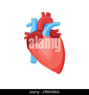 Gesunde menschliche Herzanatomie. Internes Organ. Kardiologisches Konzept. Vektorillustration im trendigen flachen Stil isoliert auf weißem Hintergrund. Stock Vektor