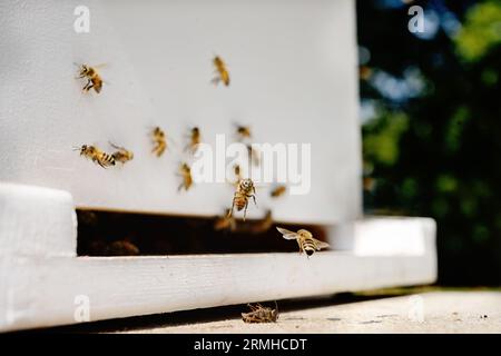 Bienen betreten und verlassen die Bienenkiste Stockfoto