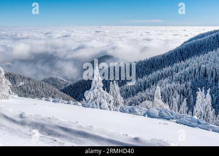 Atemberaubende Wintermärchen-Szene in den Bergen. Die Morgensonne erleuchtet den verschneiten Wald und die Wiese mit ihren Strahlen, die durch den Nebel fließen. Stockfoto