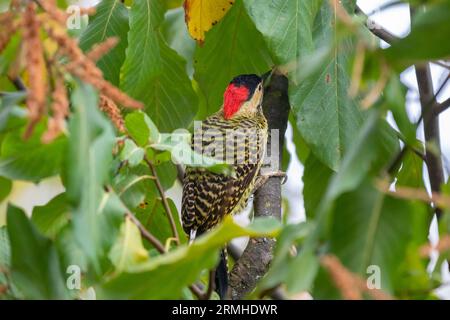 Brasilianischer Grünstäbchenspecht auf einem Ast im Baum (Colaptes melanochloros) Stockfoto