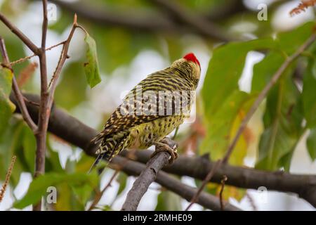 Brasilianischer Grünstäbchenspecht auf einem Ast im Baum (Colaptes melanochloros) Stockfoto