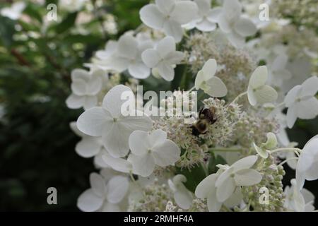 Biene auf Hortensie Stockfoto