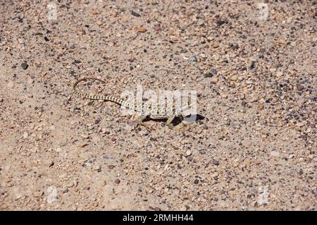 Langnasige Leopardenechse oder Gambelia wislizenii auf Kies- und Sandboden in der kalifornischen Wüste Stockfoto