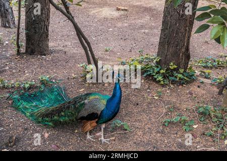 Städtischer Zoo von Guadalajara, Jahr 1985. Gründungsmitglied von AIZA, Iberische Vereinigung der Zoos und Aquarien, bestehend aus Zoos in Spanien und Portugal. Stockfoto