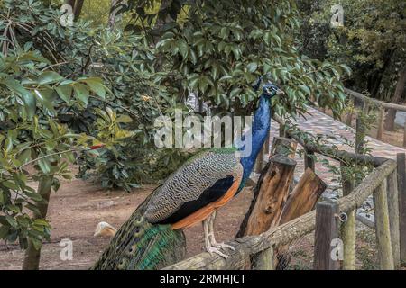 Städtischer Zoo von Guadalajara, Jahr 1985. Gründungsmitglied von AIZA, Iberische Vereinigung der Zoos und Aquarien, bestehend aus Zoos in Spanien und Portugal. Stockfoto