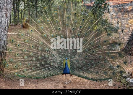 Städtischer Zoo von Guadalajara, Jahr 1985. Gründungsmitglied von AIZA, Iberische Vereinigung der Zoos und Aquarien, bestehend aus Zoos in Spanien und Portugal. Stockfoto