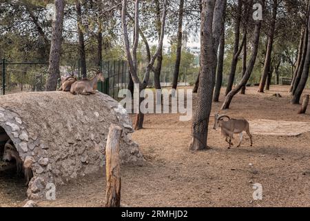 Städtischer Zoo von Guadalajara, Jahr 1985. Gründungsmitglied von AIZA, Iberische Vereinigung der Zoos und Aquarien, bestehend aus Zoos in Spanien und Portugal. Stockfoto