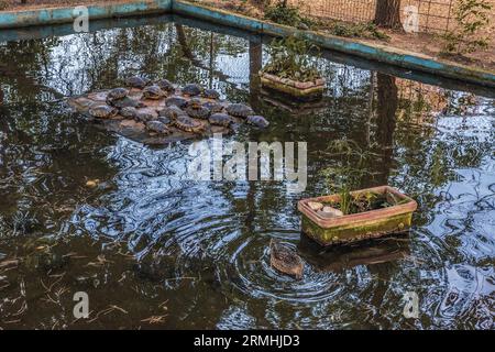 Städtischer Zoo von Guadalajara, Jahr 1985. Gründungsmitglied von AIZA, Iberische Vereinigung der Zoos und Aquarien, bestehend aus Zoos in Spanien und Portugal. Stockfoto