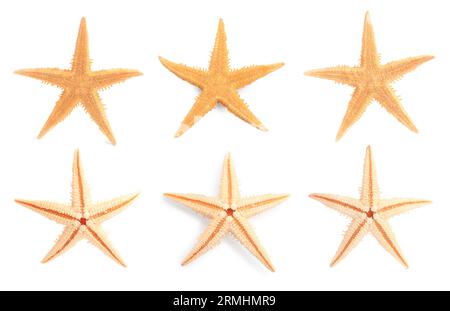 Mit Meeressternen isoliert auf weiß Stockfoto
