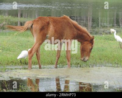 Wilde Pferde und Esel in Mannar, Sri Lanka. Besuchen Sie Sri Lanka. Stockfoto