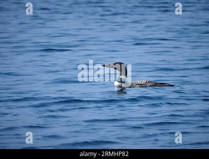 Eine Seitenansicht aus der Nähe eines Loons, der auf einem See im Algonquin Park schwimmt. Stockfoto