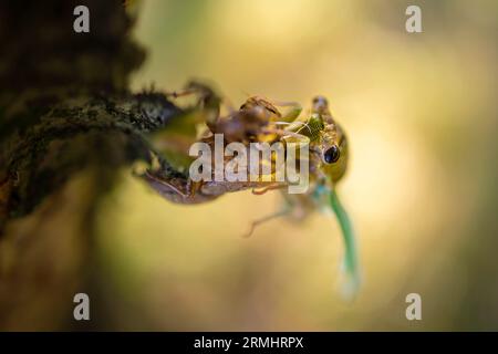 Eine jährliche Cicada taucht aus ihrer Schale auf, während sie von der Nymphe zum Erwachsenen schmilzt. Es gibt warme Töne und einen cremigen, glatten Hintergrund. Stockfoto