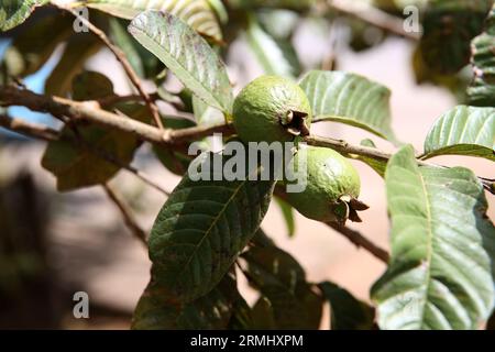 salvador, bahia, brasilien - 23. august 2023: Guavenfrucht - Psidium guajava - in einem Obstgarten in der Stadt Salvador. Stockfoto