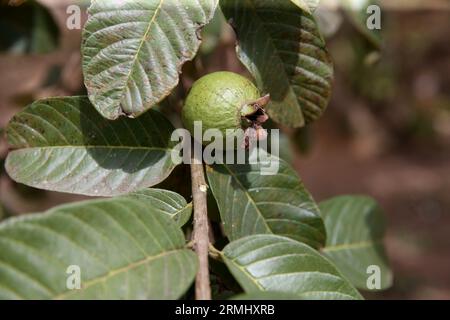 salvador, bahia, brasilien - 23. august 2023: Guavenfrucht - Psidium guajava - in einem Obstgarten in der Stadt Salvador. Stockfoto