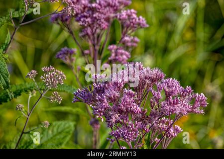 Joe-Pye-Unkräuter (Eupatorium maculatum), heimische Pflanze in den Vereinigten Staaten und Kanada, werden größtenteils als Zierpflanzen angebaut. Stockfoto