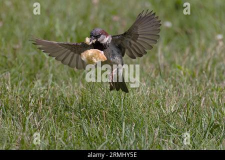 Der Hausspatzen (Passer domesticus). Mann, der ein Stück Brot wegträgt. Stockfoto