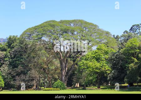 Peradeniya Royal Botanic Gardens in der Nähe der Stadt Kandy, Sri Lanka Stockfoto