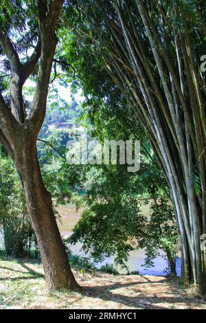 Bambus in Peradeniya Royal Botanic Gardens in der Nähe von Kandy, Sri Lanka Stockfoto