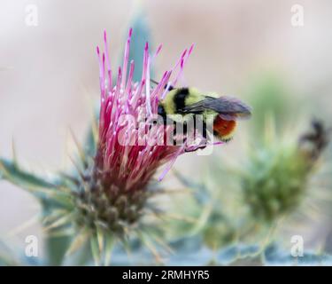 Schöne Honigbiene, die sich an rosa Wildblumen ernährt. Nahaufnahme. Stockfoto