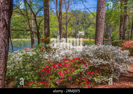 Gartenszene mit Dogwood Tree im Azalea Overlook Garden Anfang April in den Callaway Gardens in Pine Mountain, Georgia. Stockfoto