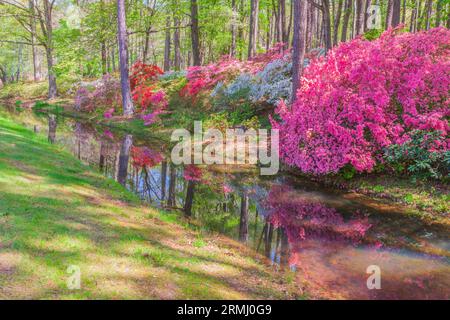 Gartenszene im Azalea Overlook Garden in Callaway Gardens in Pine Mountain, Georgia. Stockfoto