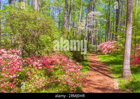 Gartenszene im Azalea Overlook Garden in Callaway Gardens in Pine Mountain, Georgia. Stockfoto