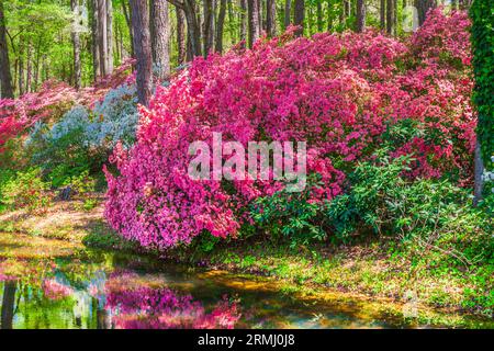 Gartenszene im Azalea Overlook Garden in Callaway Gardens in Pine Mountain, Georgia. Stockfoto