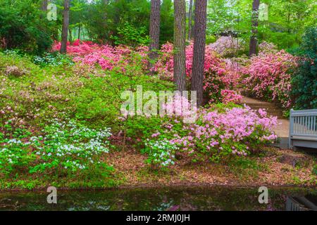 Azalee mit Blick auf Garten bei Callaway Gardens in Pine Mountain, Georgia. Stockfoto