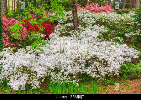 Azalee mit Blick auf Garten bei Callaway Gardens in Pine Mountain, Georgia. Stockfoto