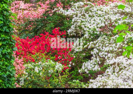 Azalee mit Blick auf Garten bei Callaway Gardens in Pine Mountain, Georgia. Stockfoto