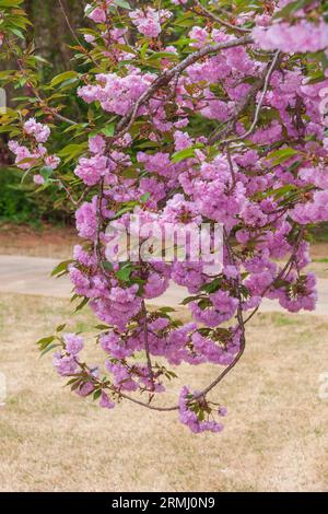 Kirschblüten in den Callaway Gardens. Stockfoto