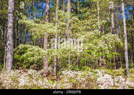 Blühende Hartriegel Bäume und Azaleen im Garten Azalea Schüssel bei Callaway Gardens in Pine Mountain, Georgia. Stockfoto