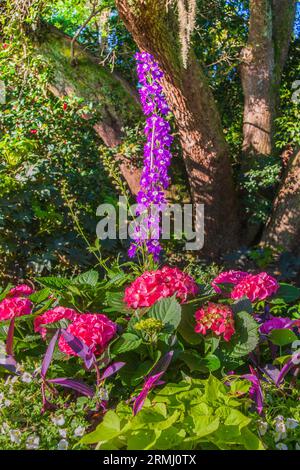 Gartenszene mit Hortensien und Larkspur in den Bellingrath Gardens bei Moblie, Alabama im Frühjahr. Stockfoto