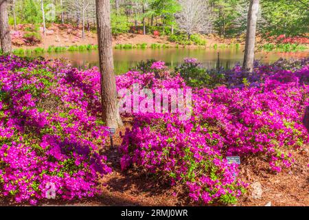 Gartenszene bei Azalea Bowl im April in Callaway Gardens in Pine Mountain, Georgia. Stockfoto