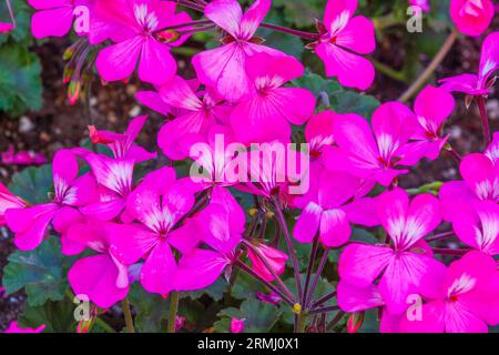 Interspezifischer Geranium-Hybrid, Pelargonium x „Caliente Pink“, im Sibley Horticultural Center in Callaway Gardens in Pine Mountain, Georgia. Stockfoto